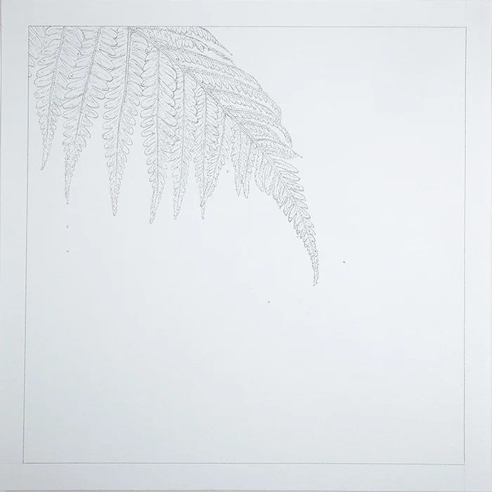 Fern , 2015 Graphite on Paper 9 x 9 in.