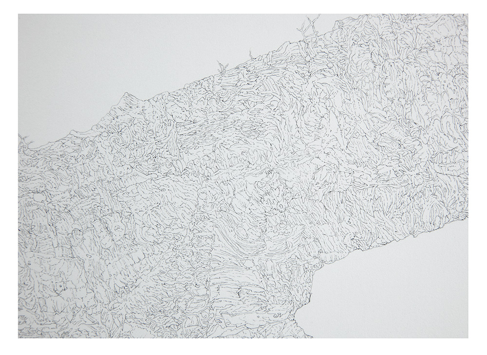 Limb detail 2