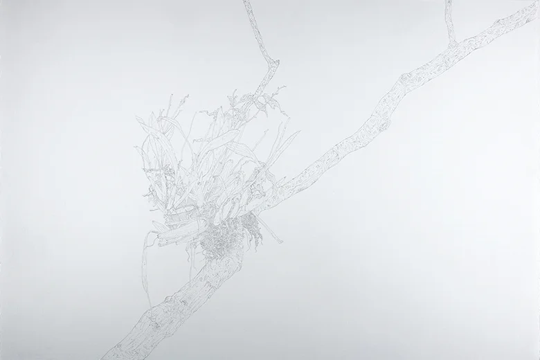 Epiphyte , 2015 Graphite on Paper 15 x 22 1/4 in.