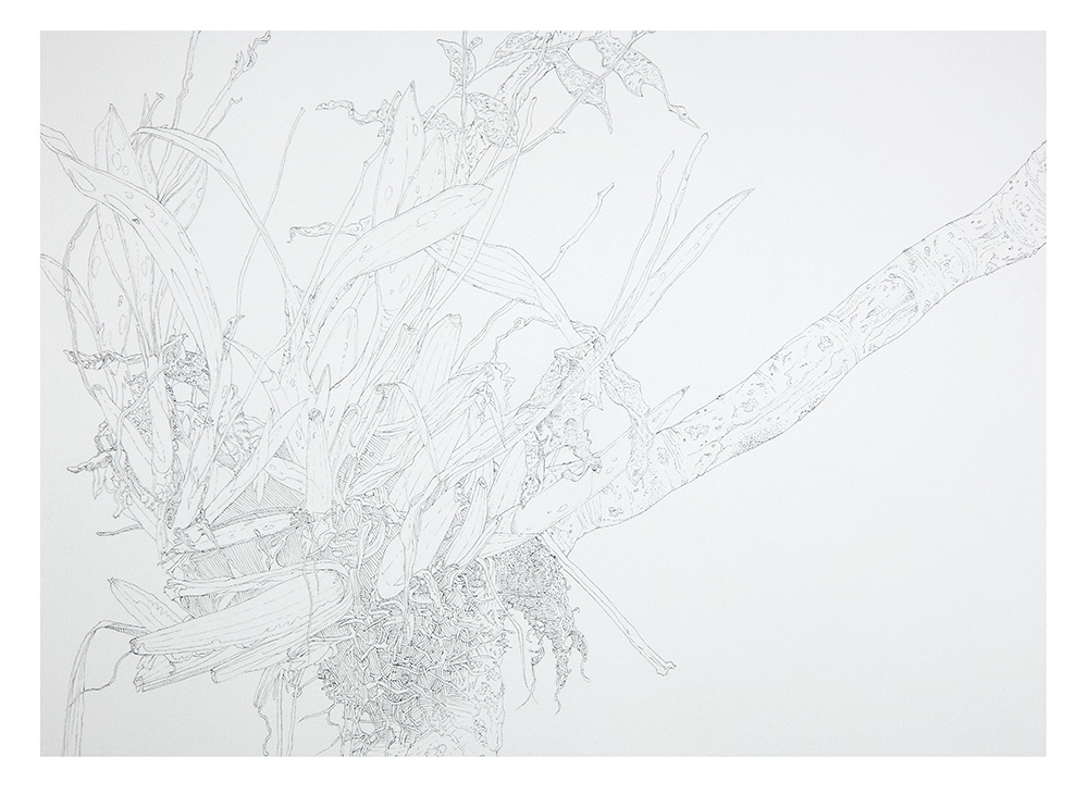 Epiphyte detail 1