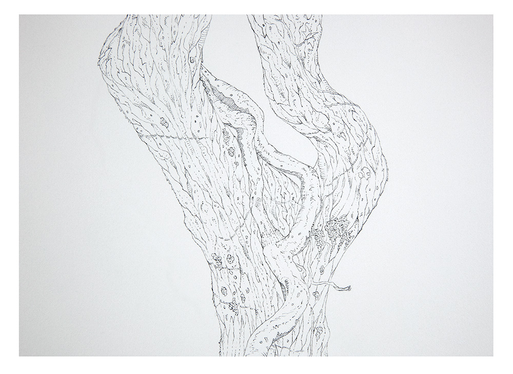 Entwine detail 2