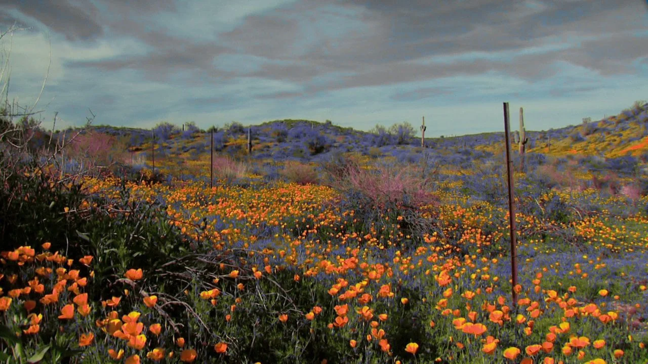 Crystal Stilts "Star Crawl" (Official Music Video)