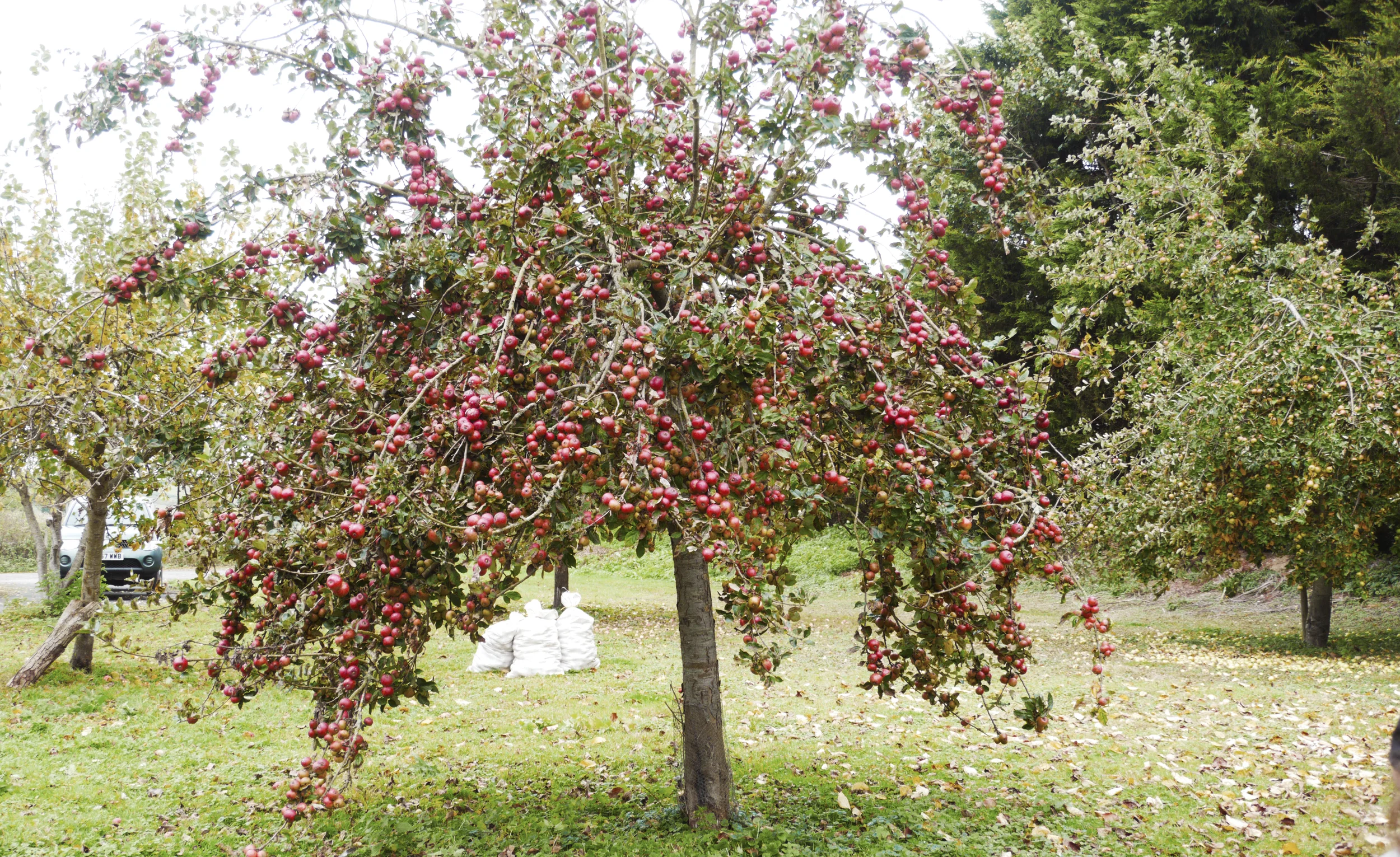 Tree.jpg