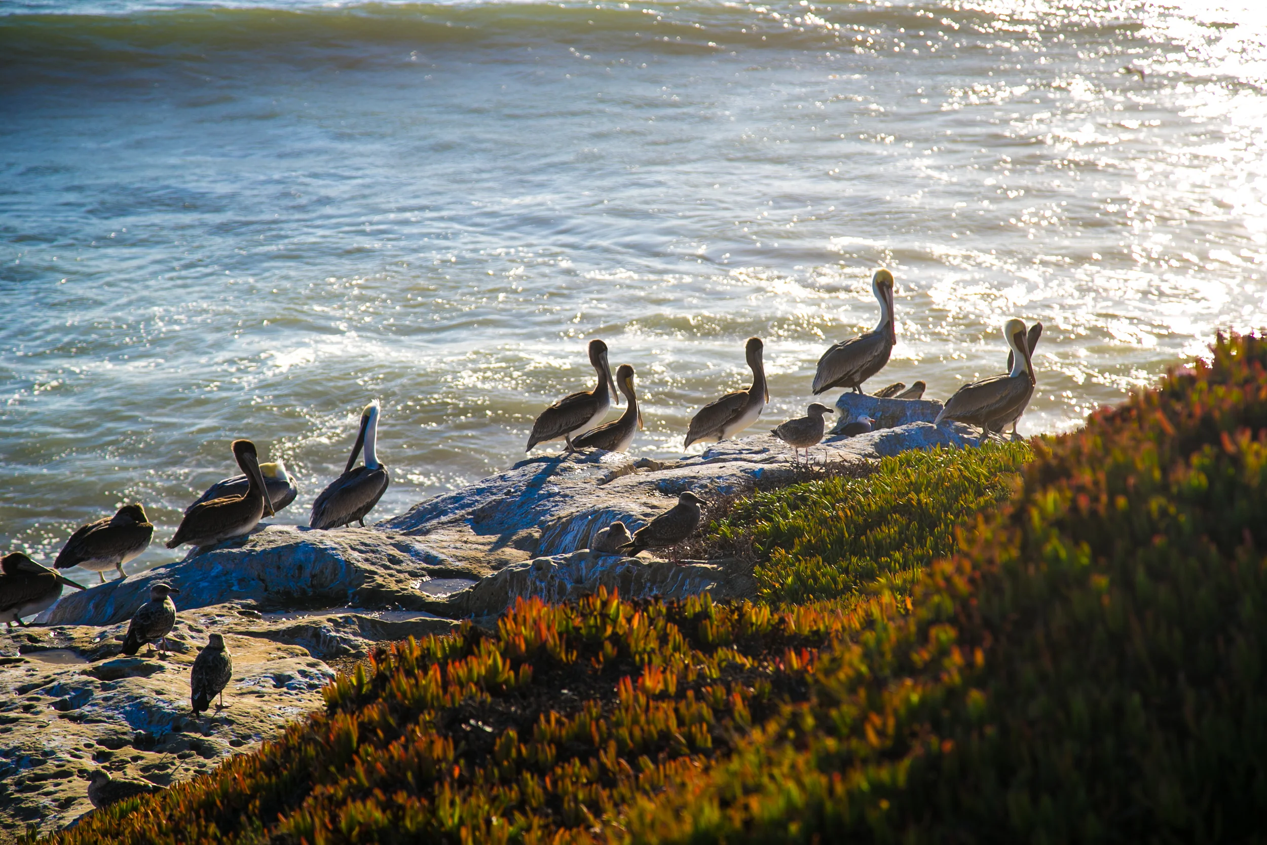 Santa Cruz and Surfing-51.jpg