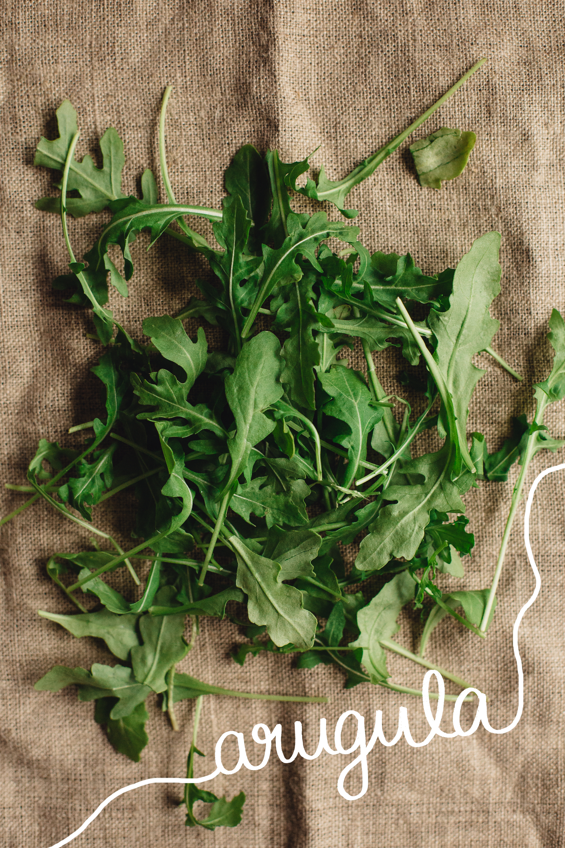 FOODSTUFF_GUIDE-TO-GREENS_ARUGULA_White.jpg