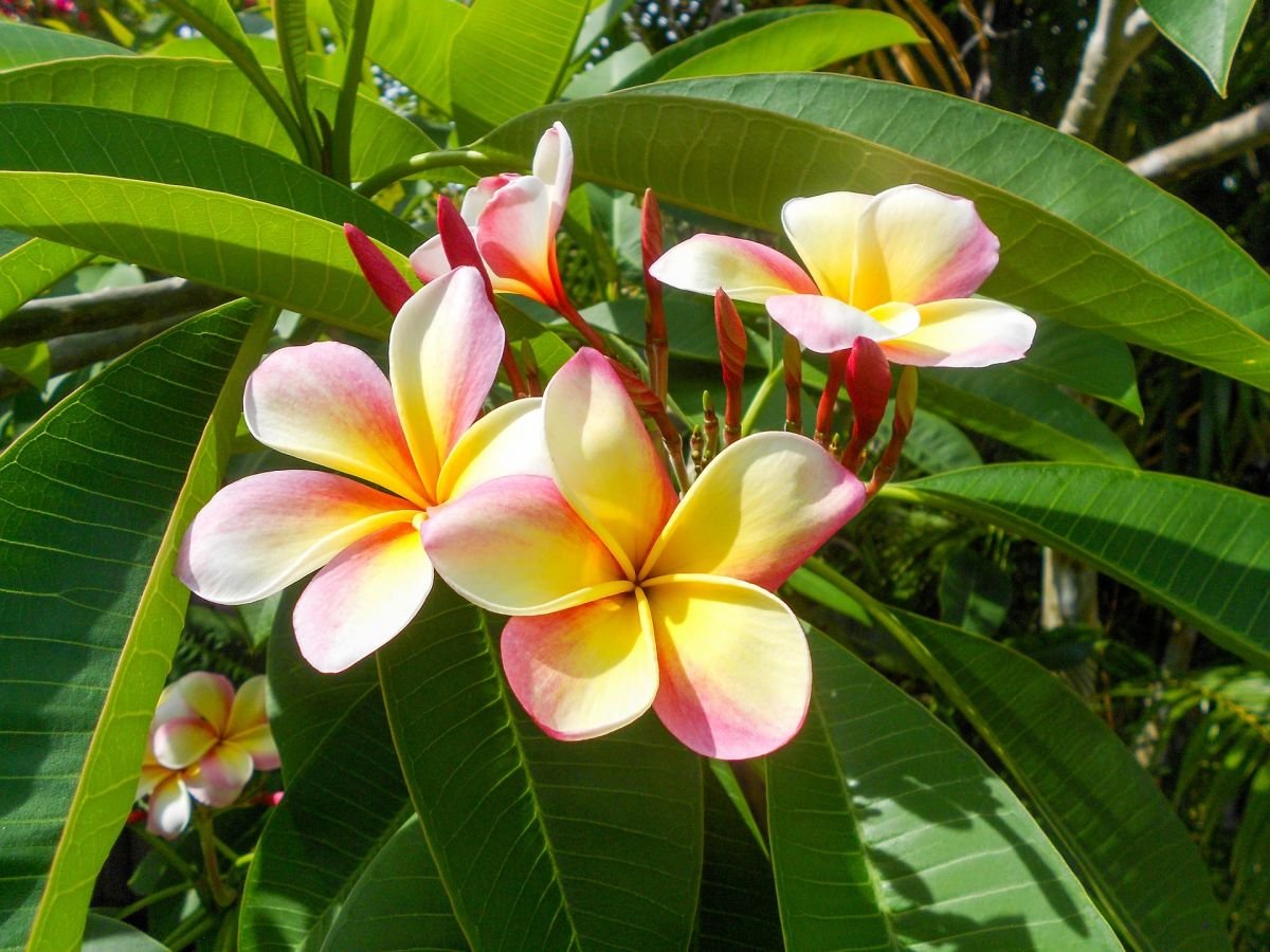 2 TICKETS & 1 LEI
