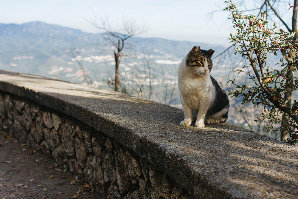 Mountain gato. Was really happy to see a kitty (it's been so long)