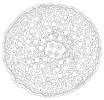 Xylem & Phloem