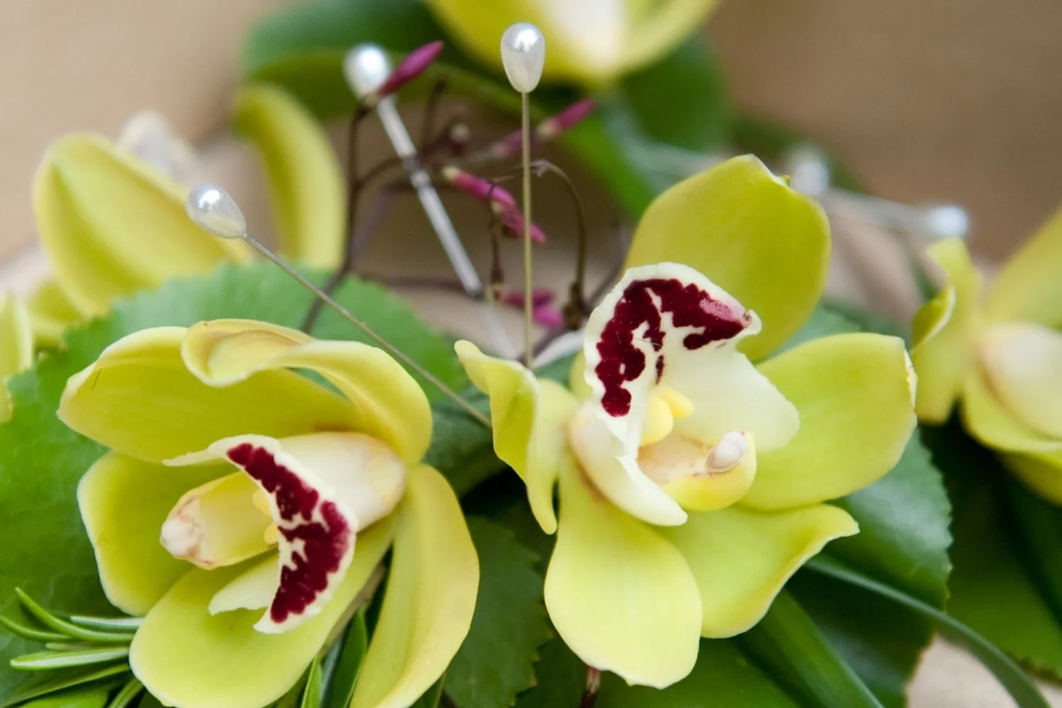 Shira Weinberger Photography Xylem & Phloem Alicia & Joel_34.jpg