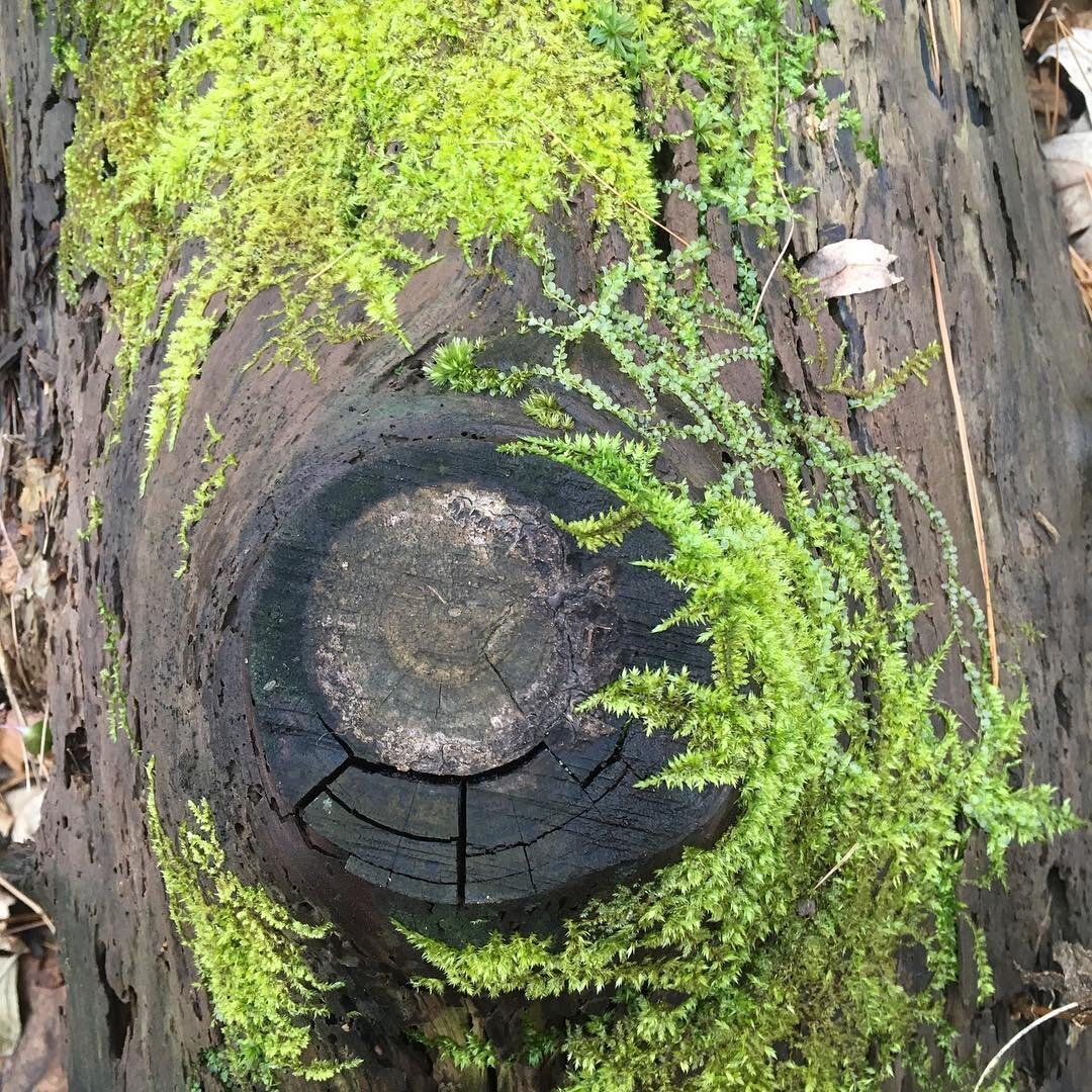 New Year&rsquo;s Eve walk in the woods...wishing you a beautiful 2019! 🌿 .
.
.
#walking #fromwhereistand #mytinyatlas #moss #branches #newyorkflorist #aquietstyle #details #gatherandcurate #inspireddaily #tinymoments #momentslikethese #naturelover #