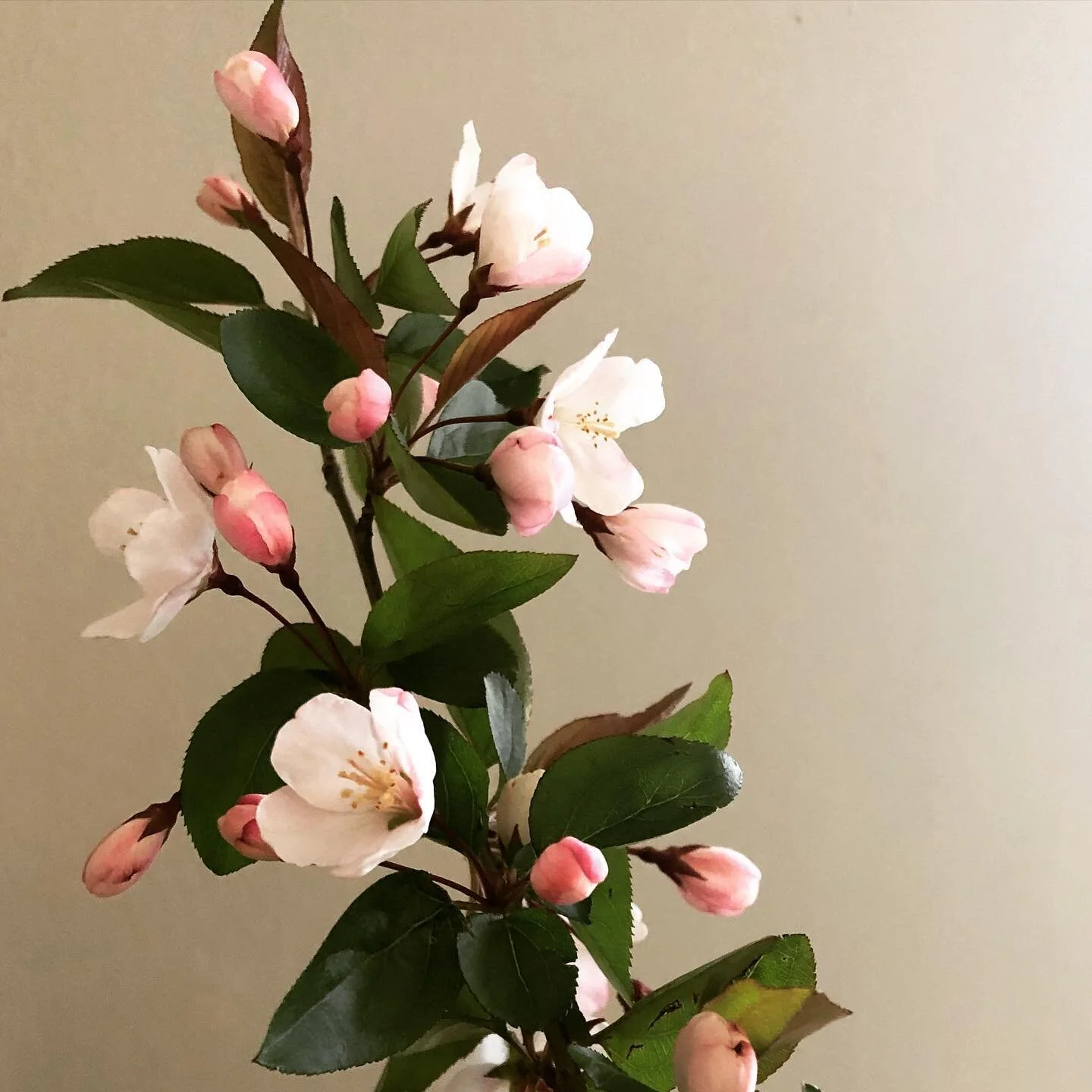 Sitting next to this fragrant foraged bough of #crabapple, thinking of all the beautiful branches that we&rsquo;ve sourced from US Evergreens over the years and deeply sad to hear that Eddie, charming and hardworking icon of New York&rsquo;s flower d