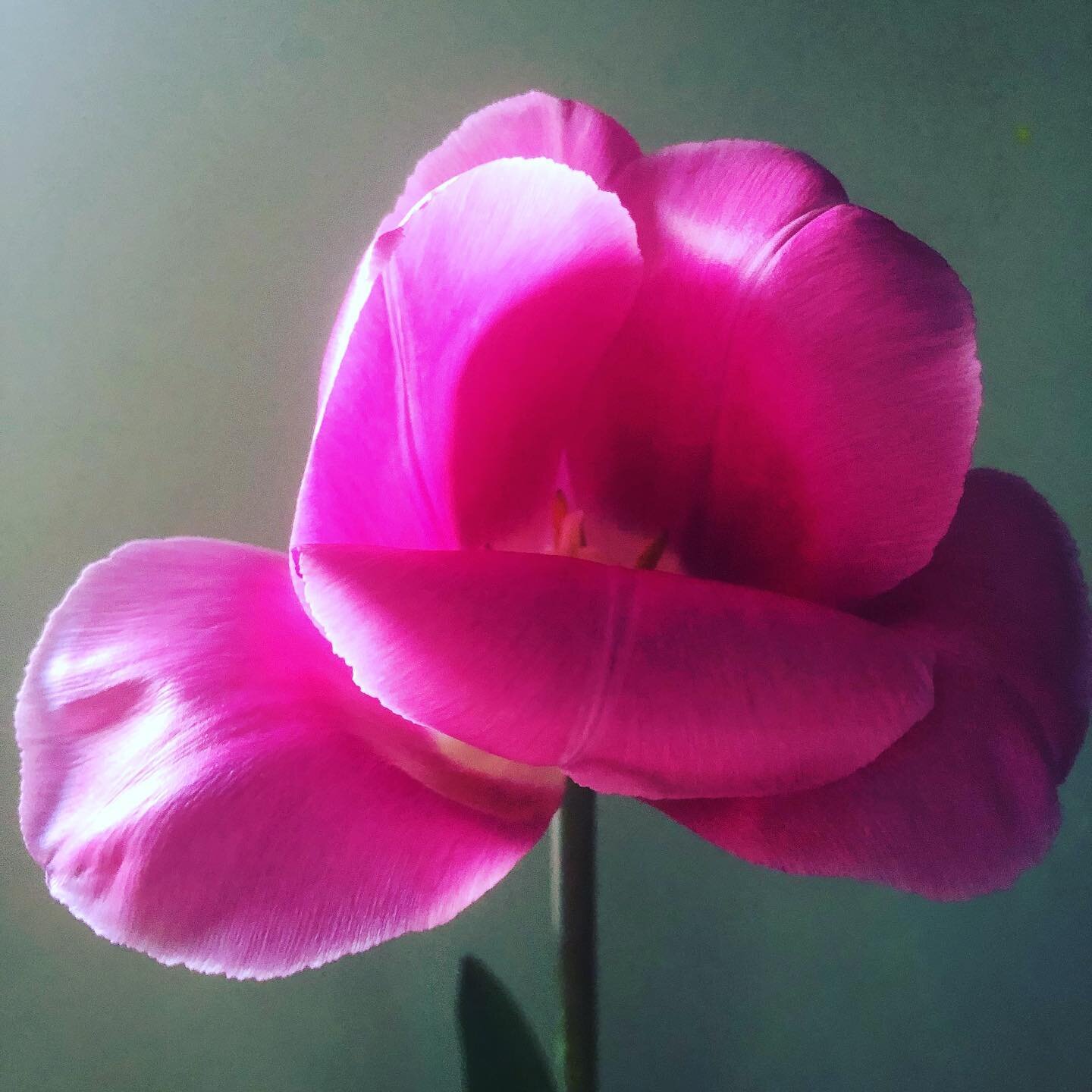 Unfurling ...
#tulips #springtime #springflowers #blooooms #dspink #aquietstyle #inspiredbynature #ingredientsforlife #flowerlovers #lifewithflowers #newyork