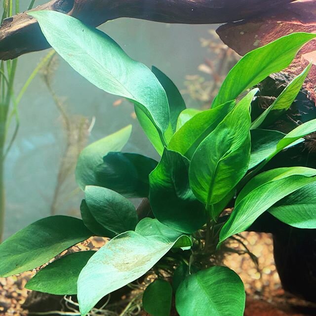 Picked up the nicest #anubias I&rsquo;ve ever seen from @odysseypets  If you&rsquo;re in or around #dallas and have #pets of any kind or just want to see some nice #aquarium, look them up. They do curbside pickup too, so that&rsquo;s a big plus.