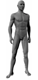 The Liver Meridian