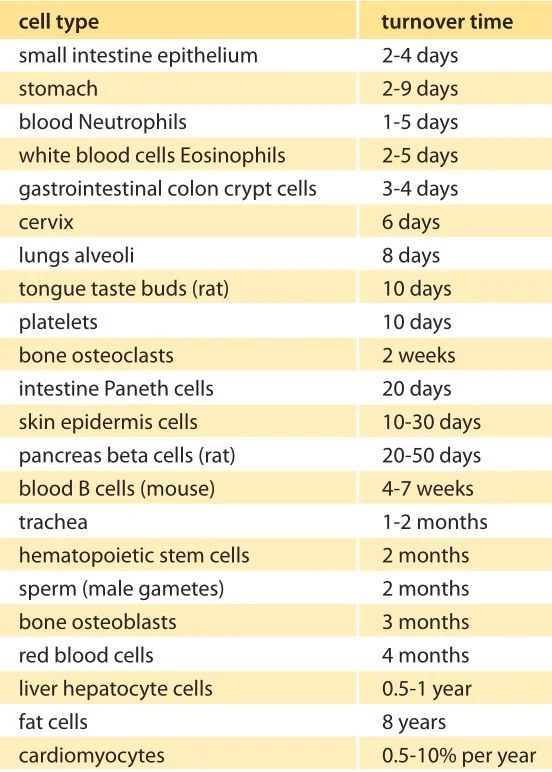 Human Tissue Regeneration times,; source