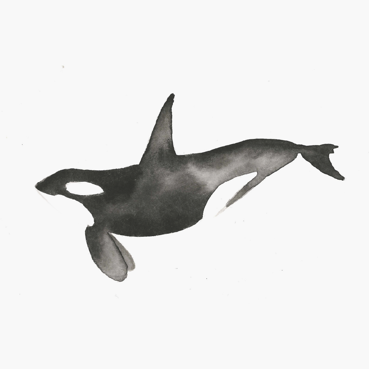 orca-thumb3.png
