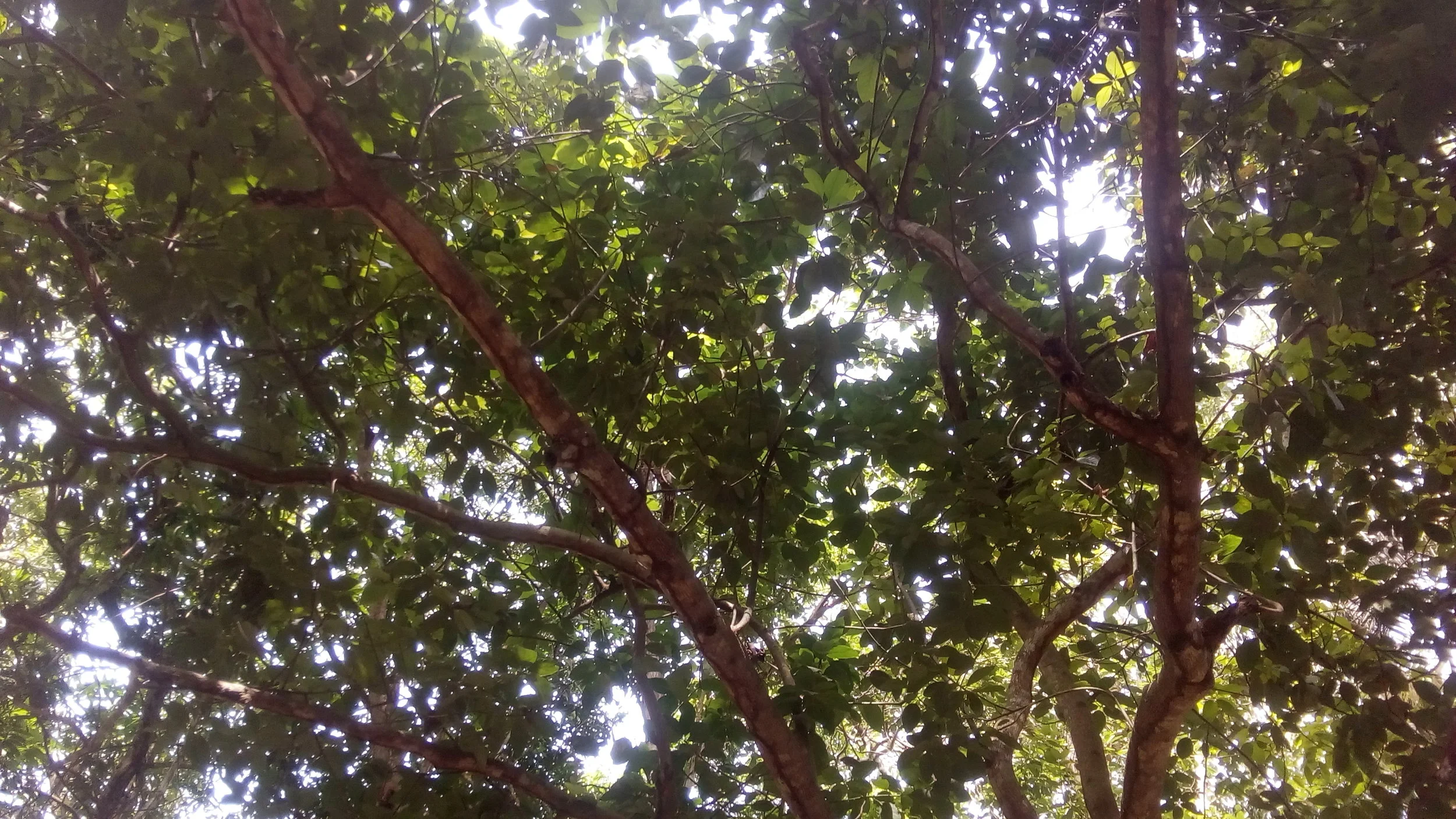 Sunlight enters the canopy at the Jardin Botanique in Bingerville, Côte d'Ivoire