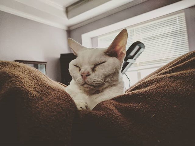 The face of a happy cat. #catsofinstagram #devonrex