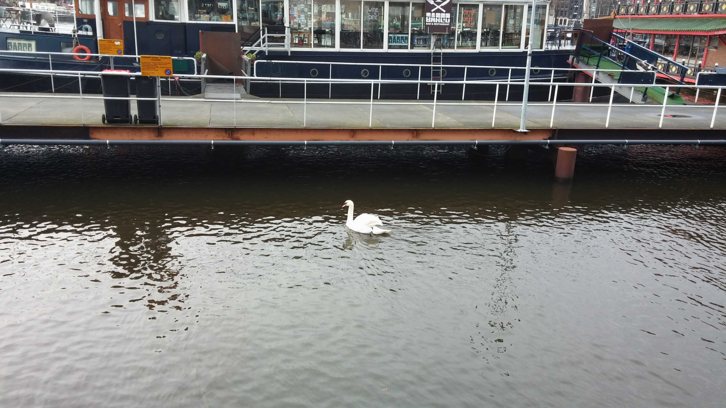 There were swans in all the canals in Amsterdam. I'd been warned...