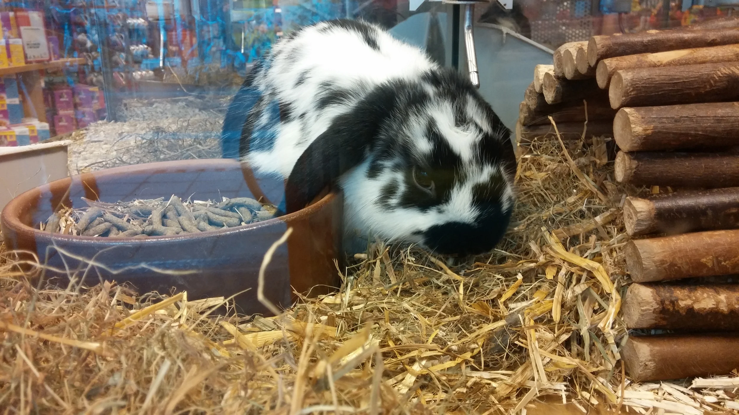 And I went to the pet store.
