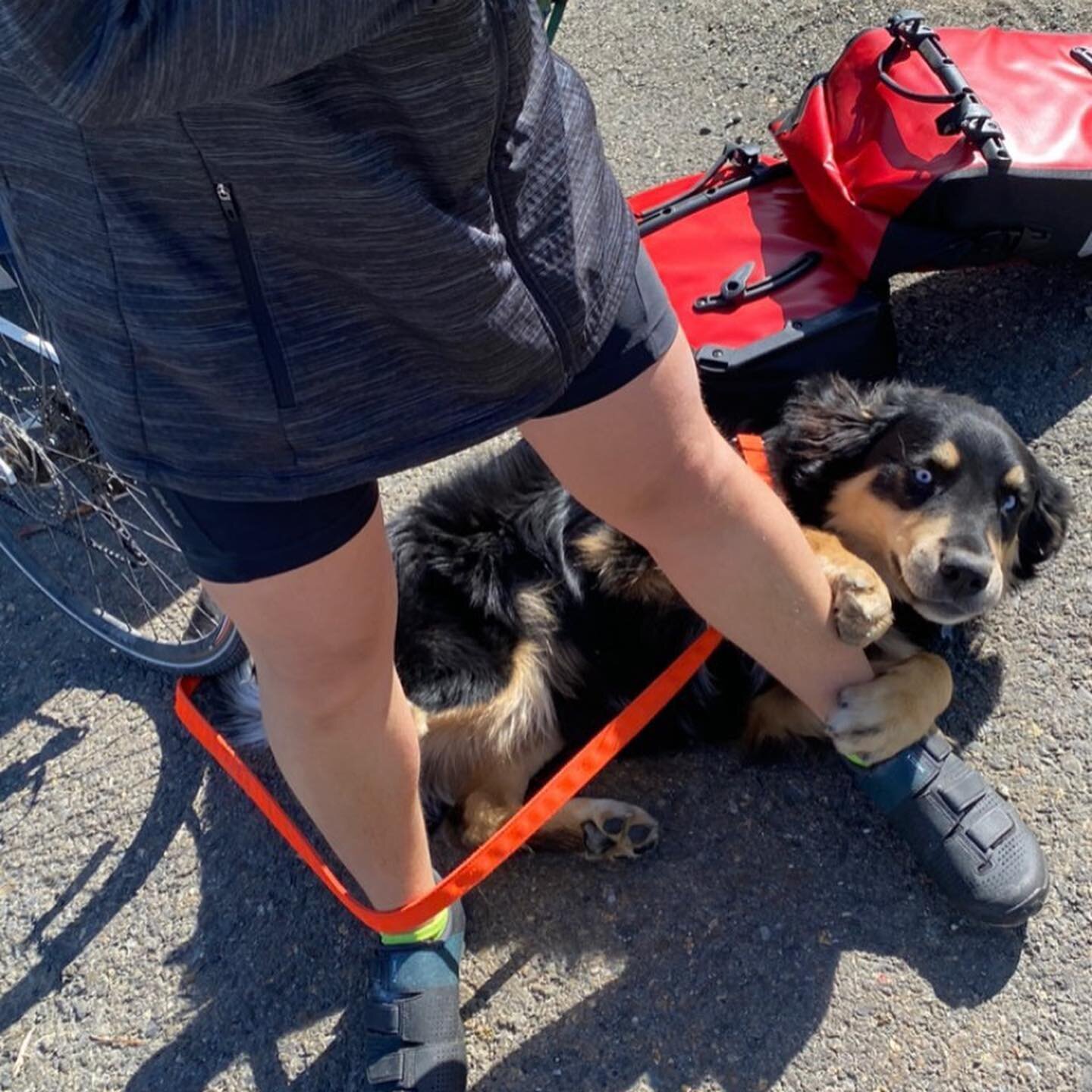 Day 7
Biked from Denali view north to Cantwell. About 45 miles. The day started out early and dehydrated. We found a river to filter water from. The best part was meeting our new best friend Trevor! He tried to kill me with his leash but I still fell