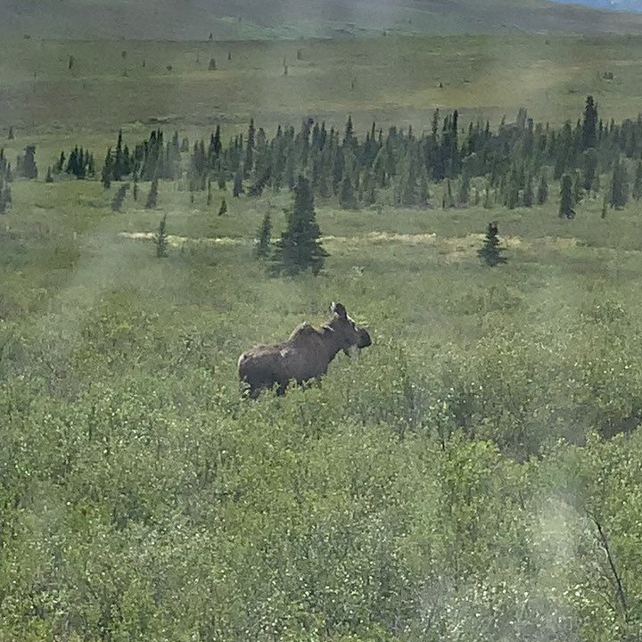 Alaska day 9
Moose and bears and mountains! Oh my!
We woke up super early and got on a Denali tour bus. It took us to Eielson Visitor Center in the middle of the park. Our tour guide Darlene was an excellent driver and guide and kept us informed with