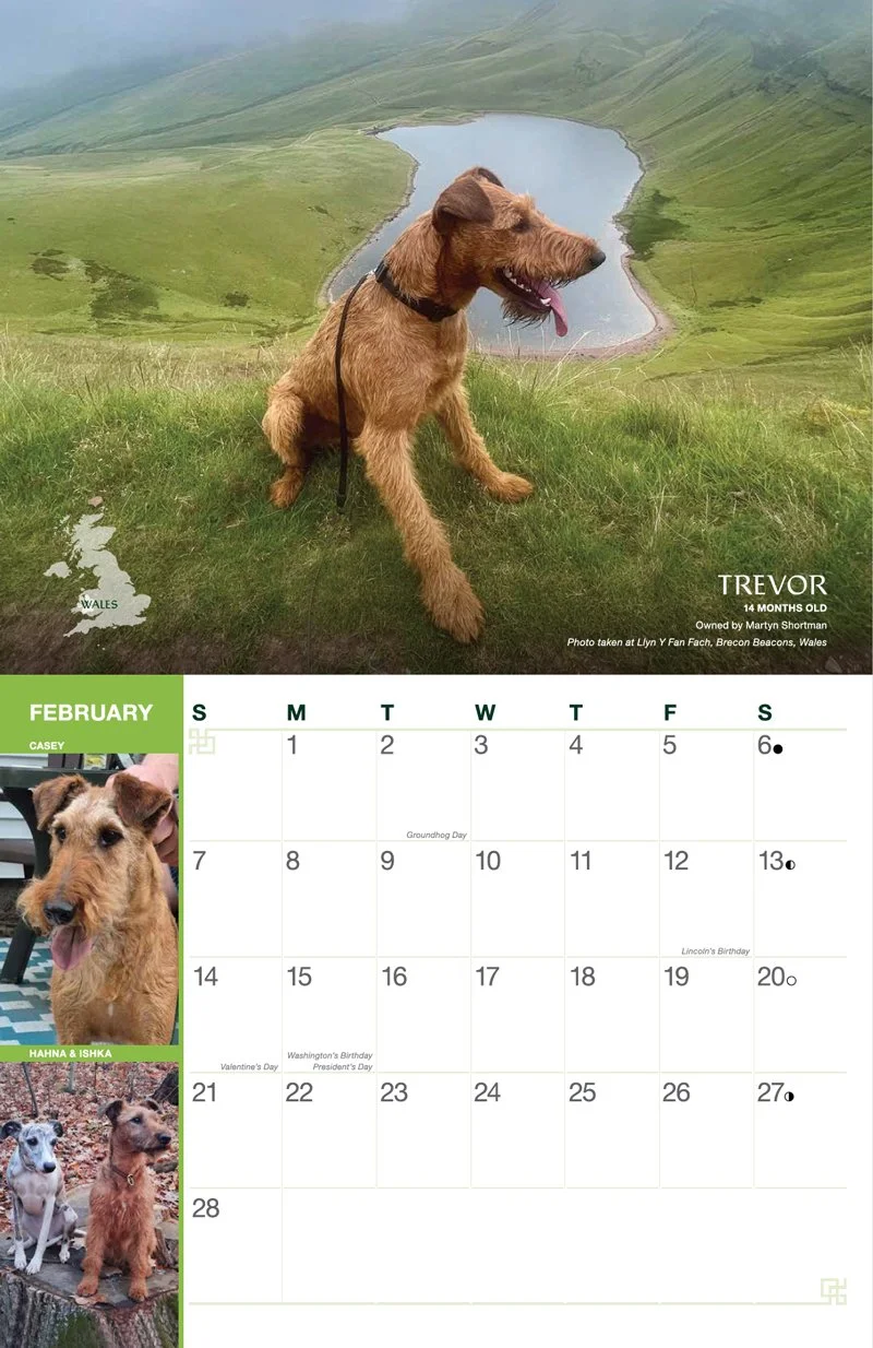 Irish-terrier-calendar-feb.jpg