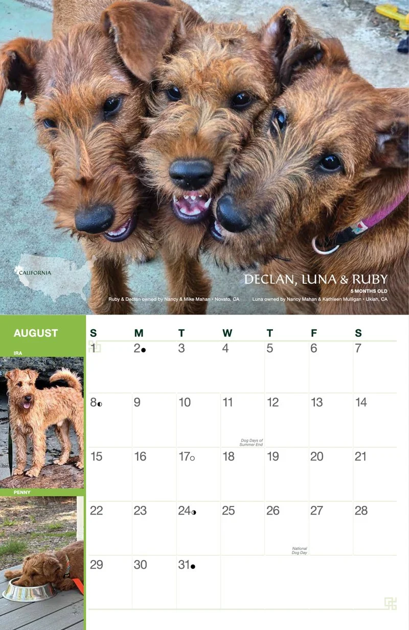 Irish-Terrier-calendar-auguest.jpg