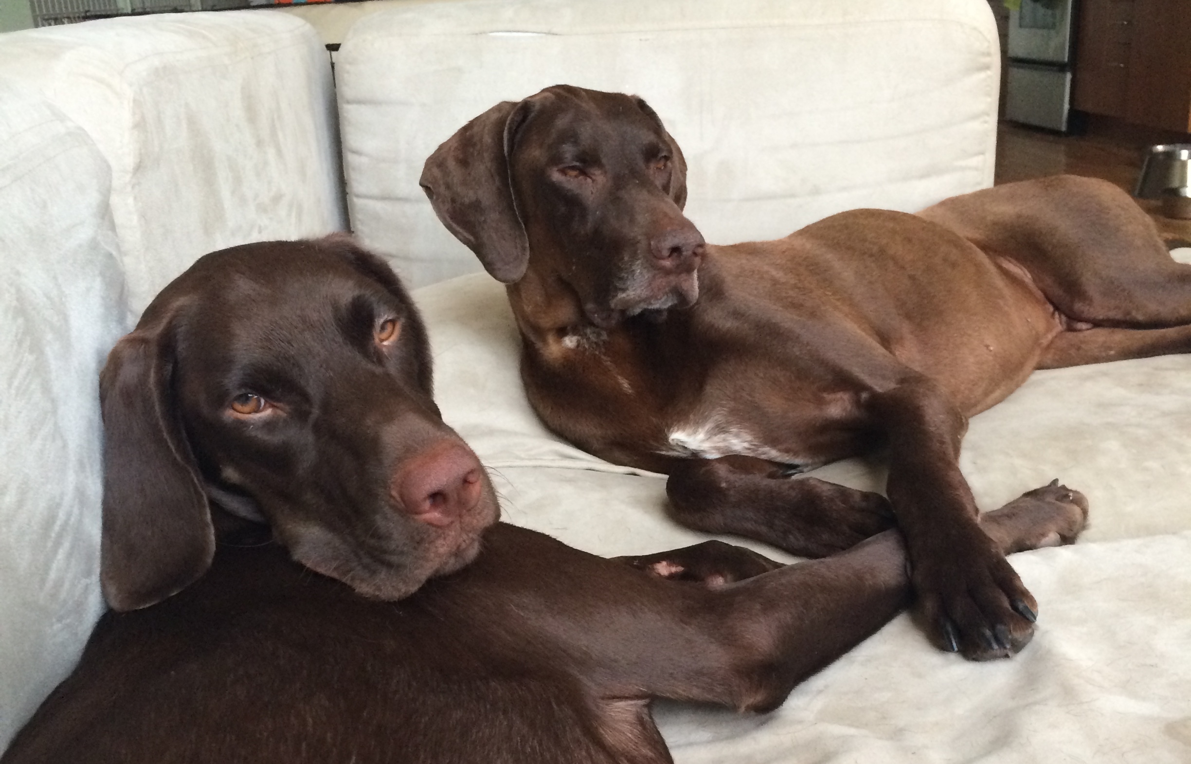 Titan (R) rescued from the streets in Alabama. We named him Ranger, treated him for Heartworm and helped socialize him with other male dogs. Now he is Duke and living the life with a loving family, farm, and three other very happy dogs in South Carolina.