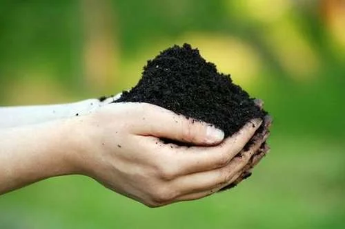 Michigan Peat