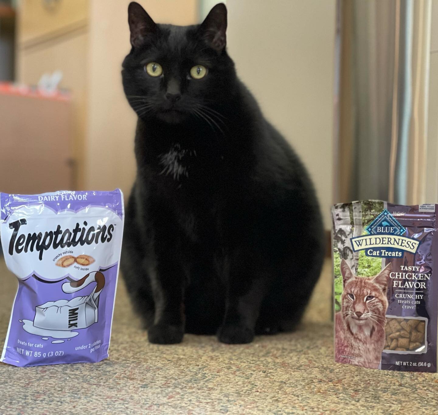 It&rsquo;s a big day here @orionstonedepot... it&rsquo;s our mascot Peat&rsquo;s 12th Birthday!!! #thankyou to your wonderful customer that surprised him with treats today! He absolutely loves them! 

@temptationscats @bluebuffalo you should make thi
