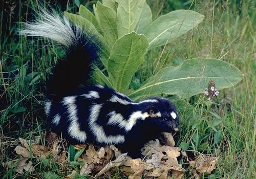 Spotted Skunk.jpg