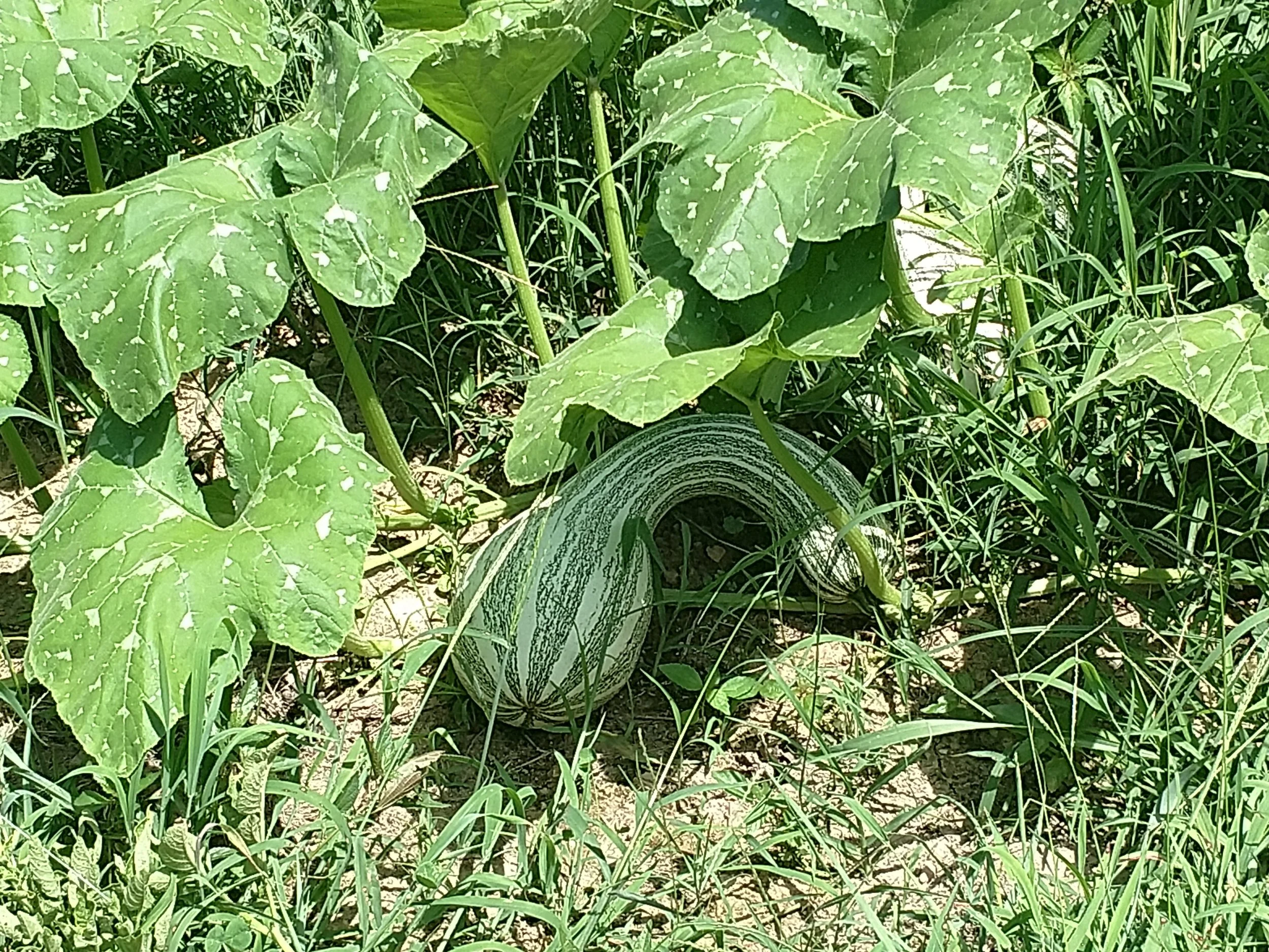 Squash Mystery fruit.jpg