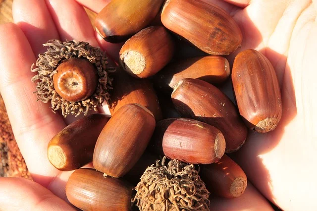 acorns-fall-nut-oak-trees-woods-nature-1.jpg