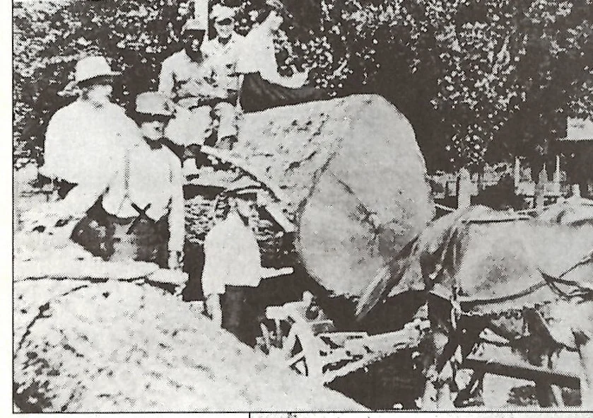 Giant Log.jpg