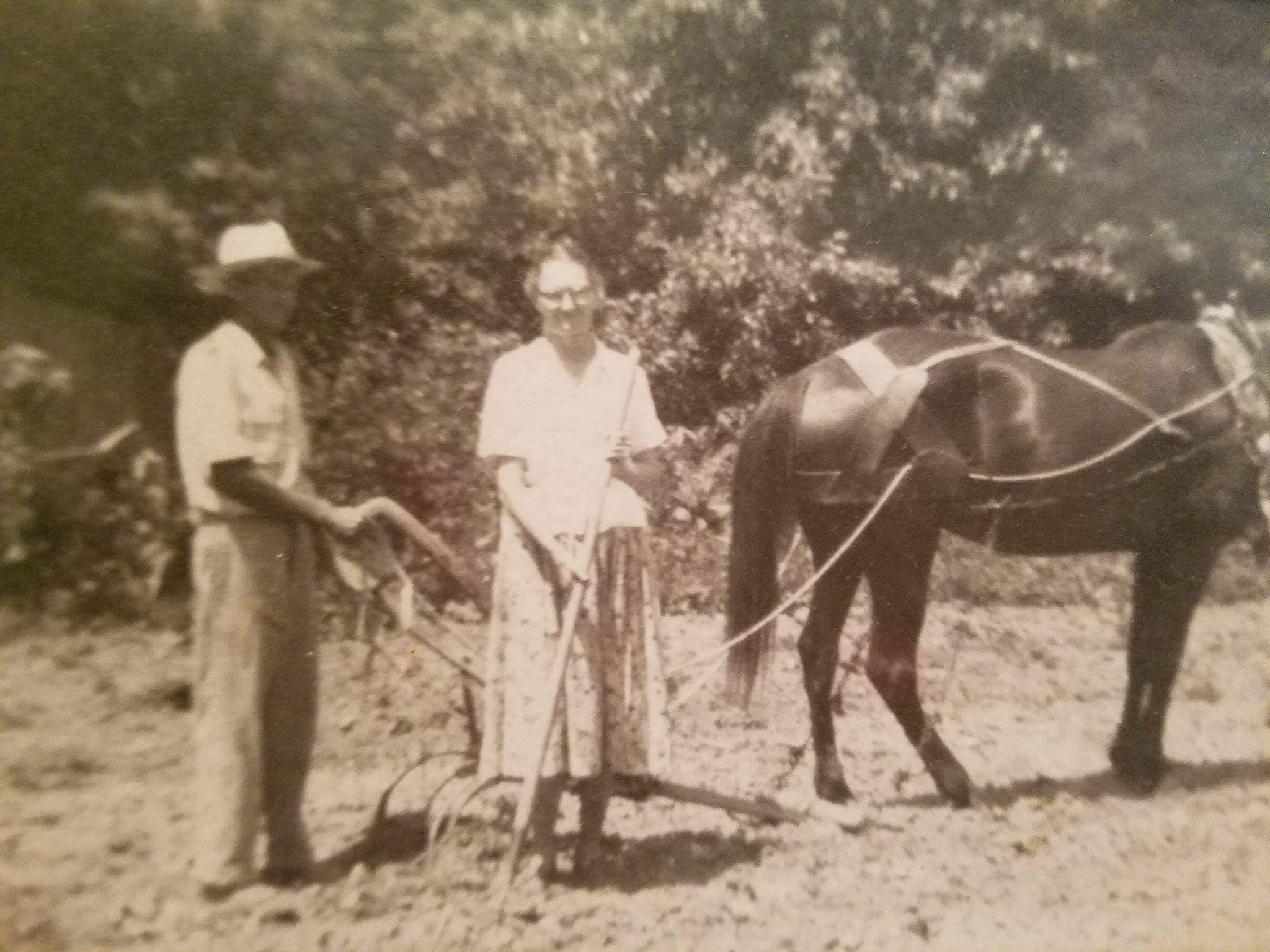 I can’t see a crop growing here but this appears to be a cultivator that Uncle Lester Key is using.