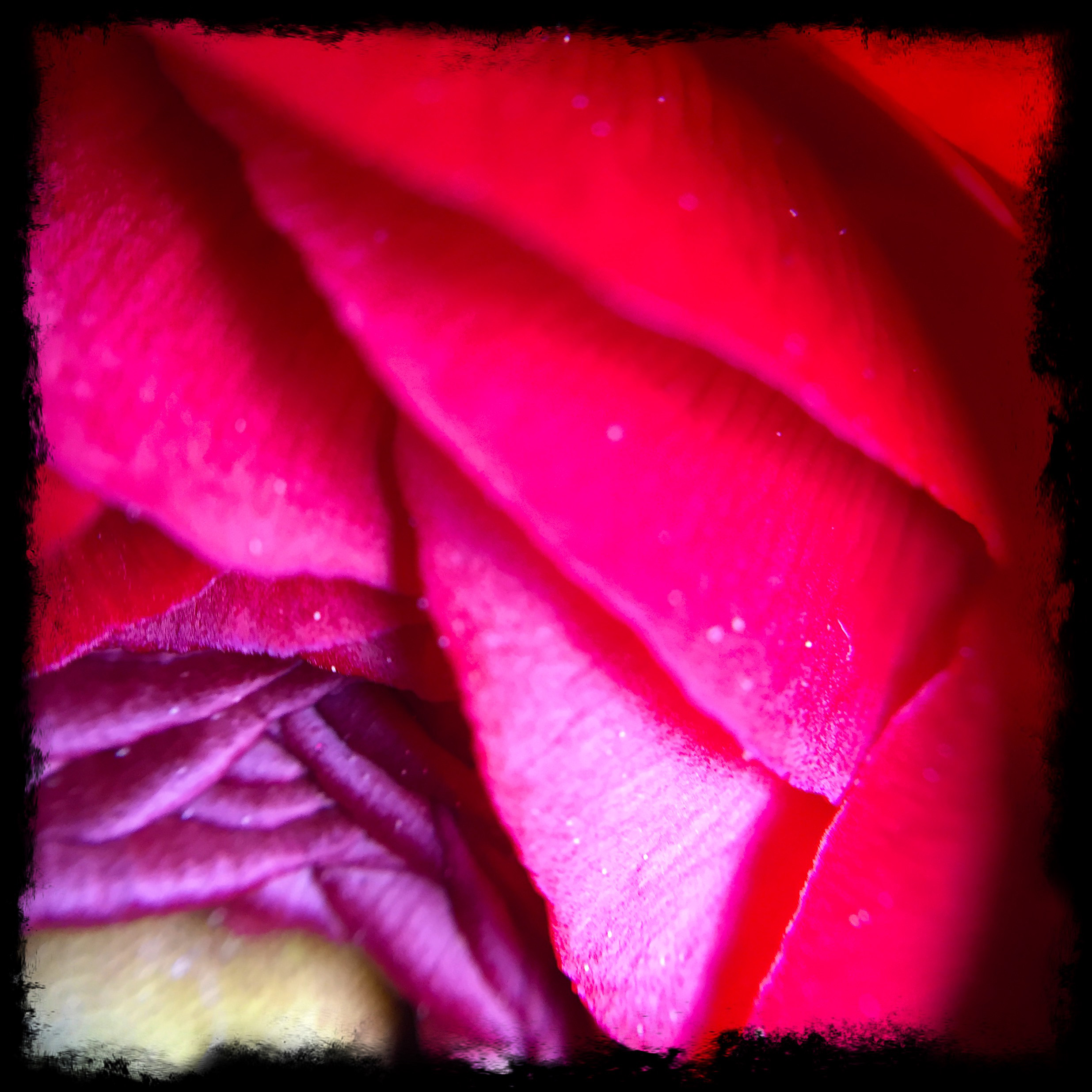 Macro Flower2.jpg