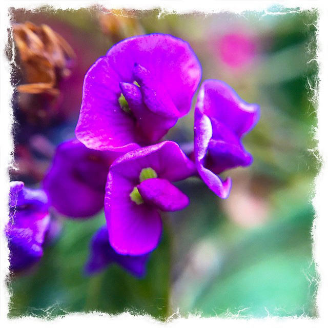 Macro Flower1.jpg