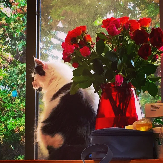 Moo and Roses.jpg