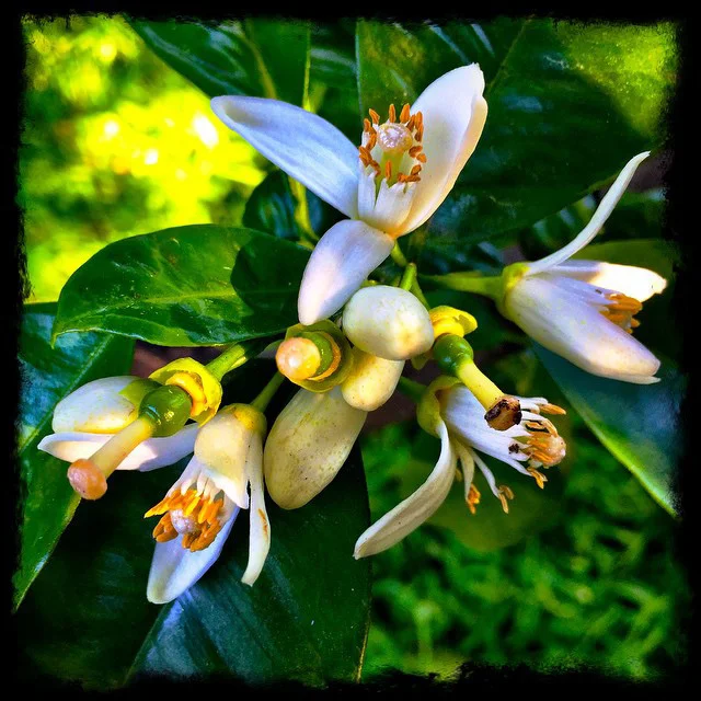 Orange Blossoms1.jpg