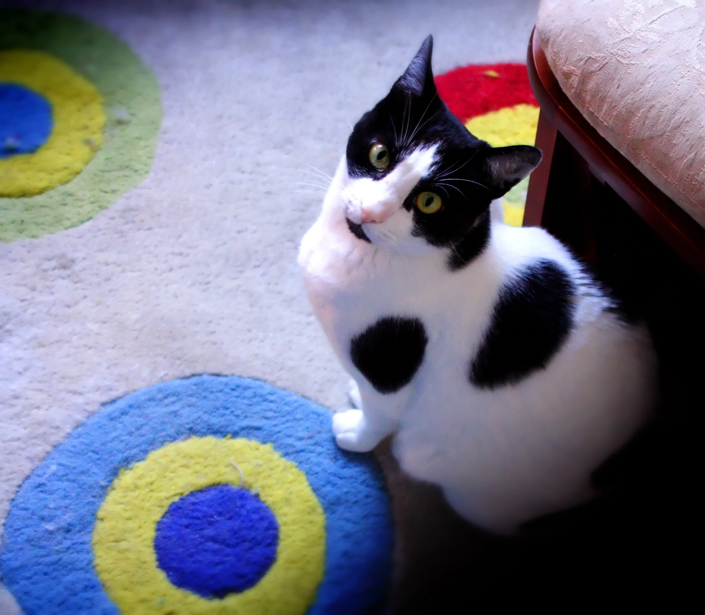 Cat and RugB.jpg