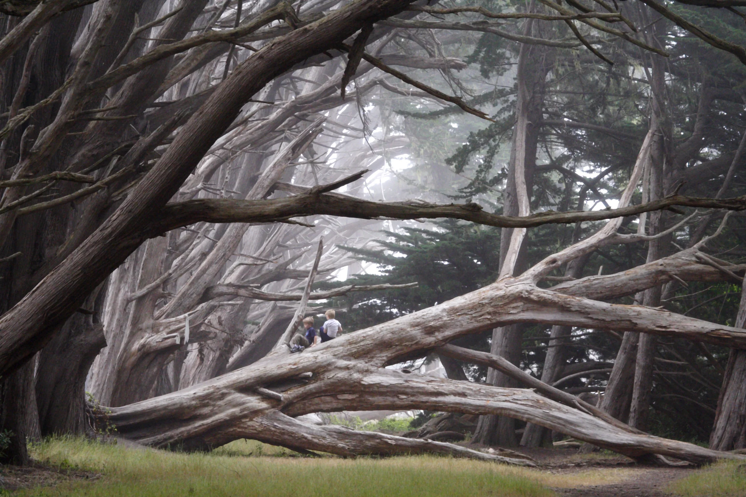 tree1.jpg