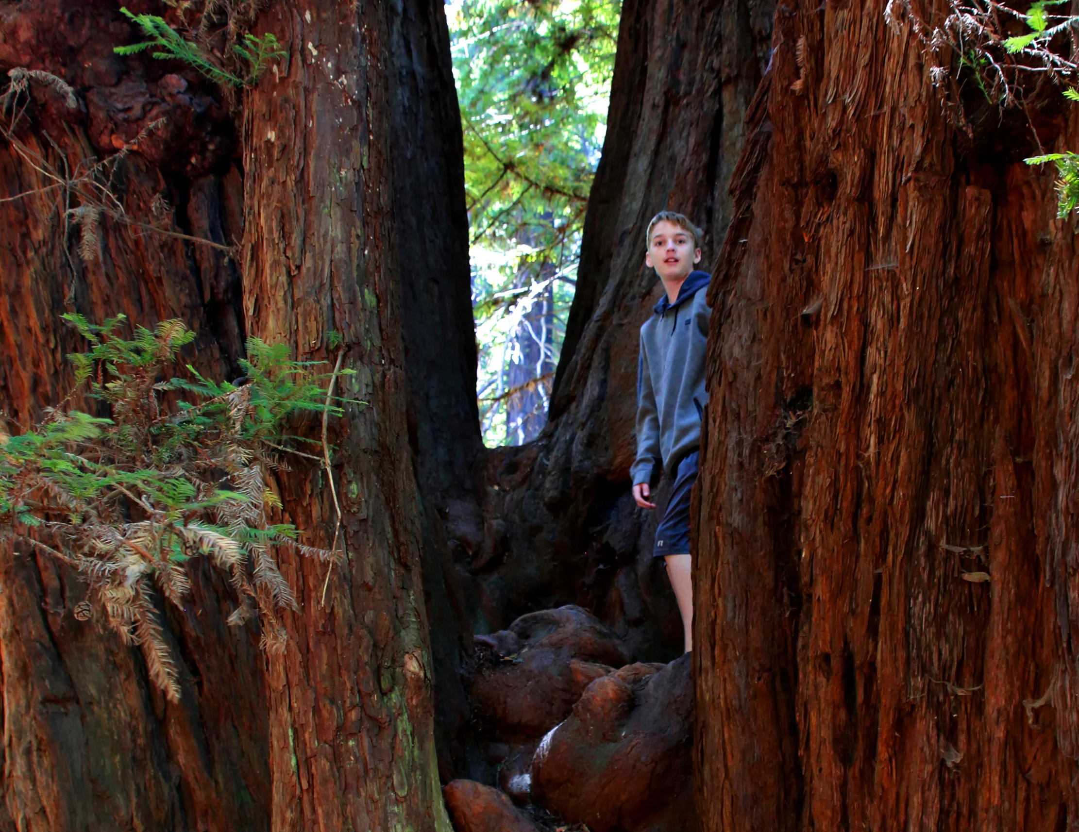 Cowell Redwoods 021.jpg
