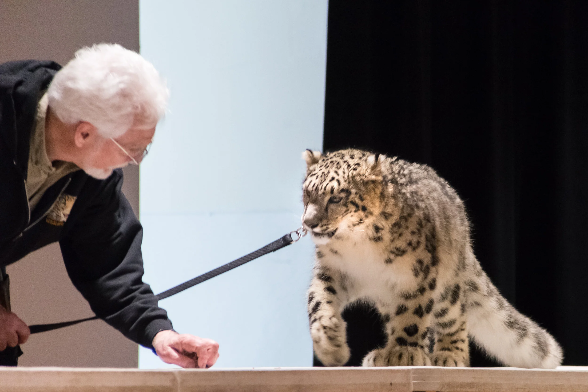Snow Leopard 2-2-2019-35.jpg
