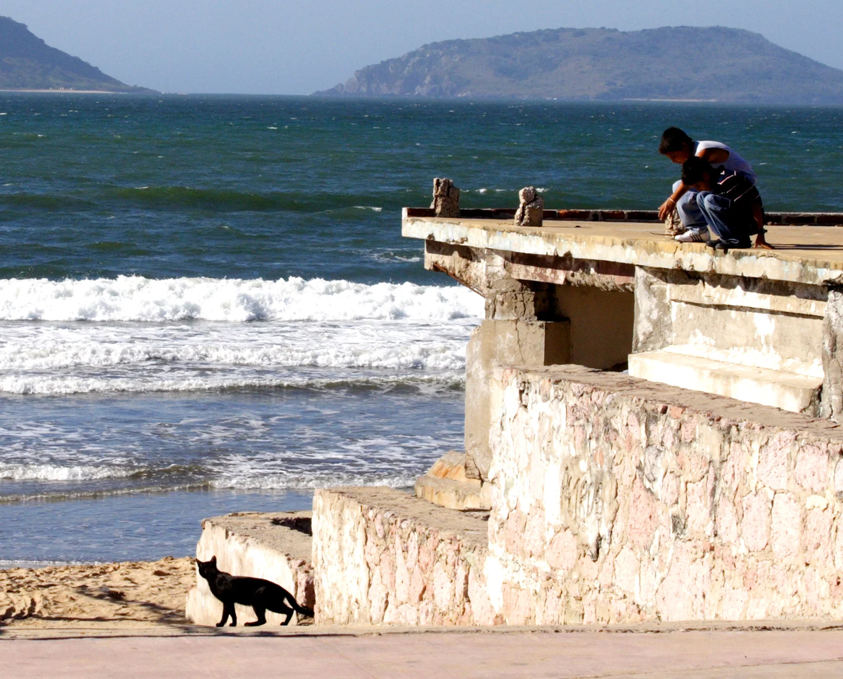 beach-cat-in-mazatlan_2165103786_o.jpg