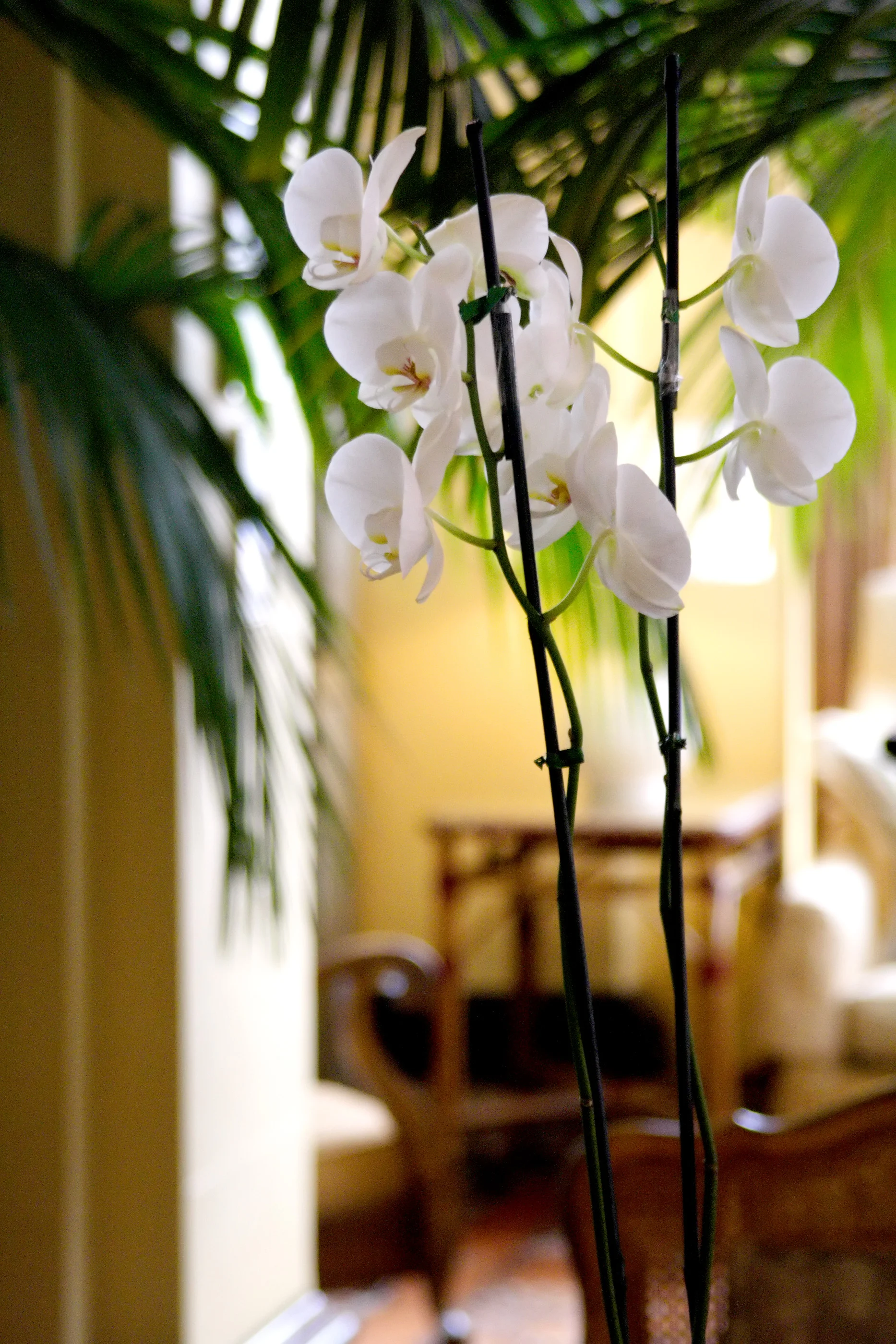 lobby-of-the-ashland-springs-hotel_2396829287_o.jpg