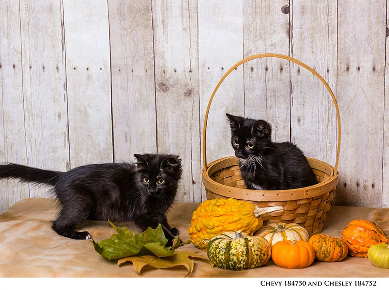 1543NHS_Pets13_.jpg