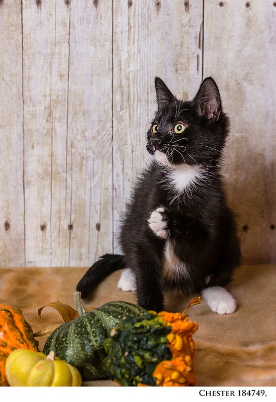 1552NHS_Pets13_.jpg