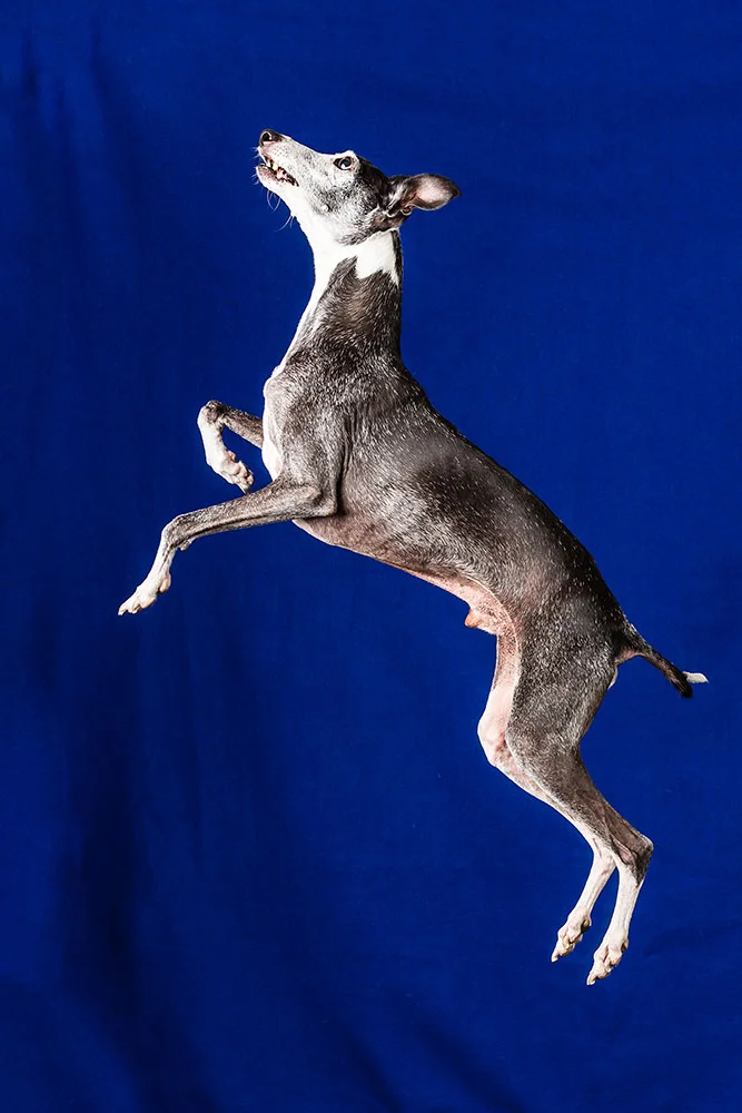 033ChandlerDogs13_.jpg