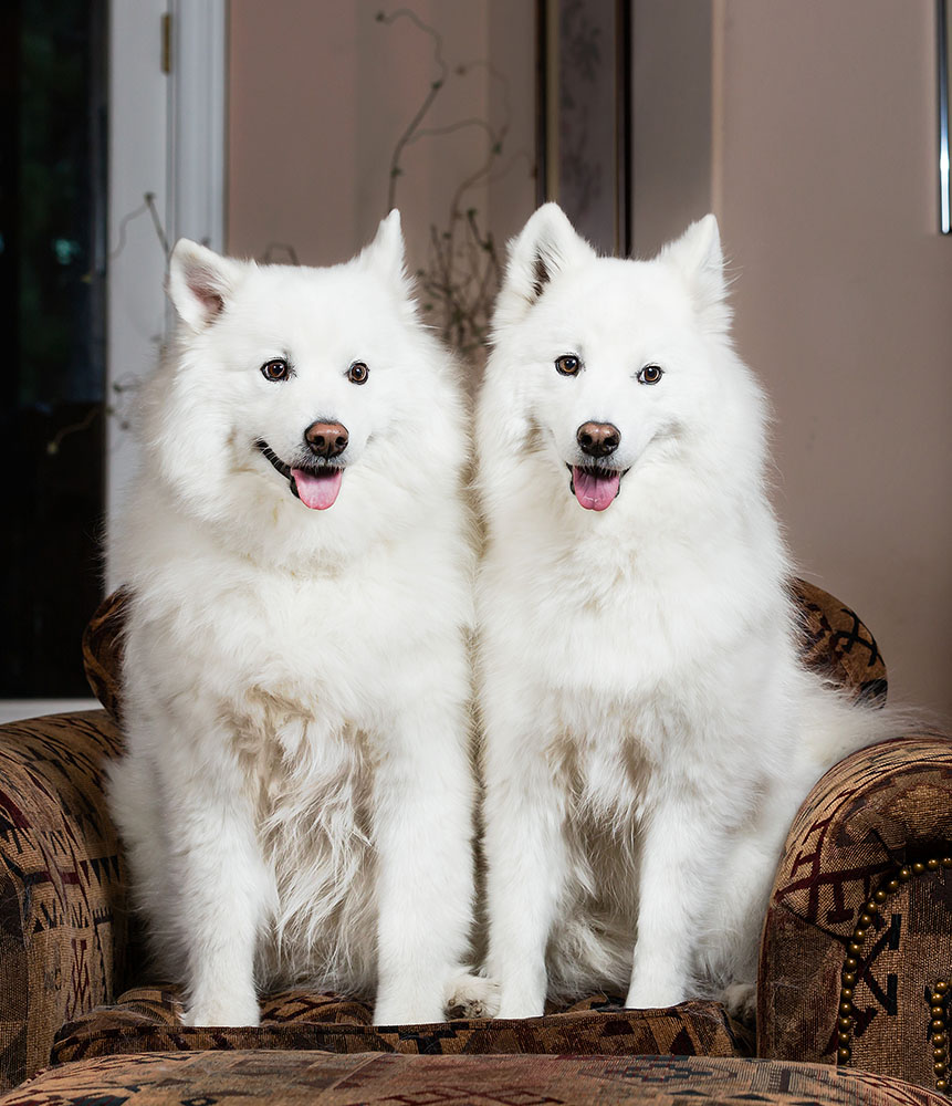 066Horton_Pets13_.jpg